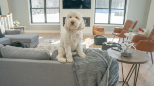 Discover the Timeless Benefits of Having a Pet in Your Condo for a Happier Life